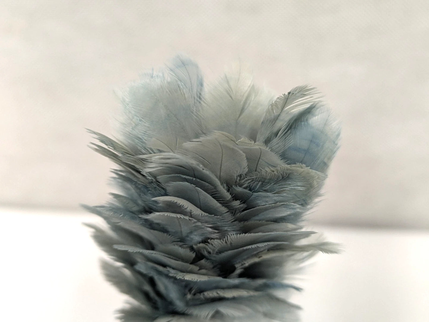 6 Scots Royal Regiment of Scotland RRS Grey Plume Feather Hackle